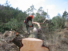 Snedding felled pine