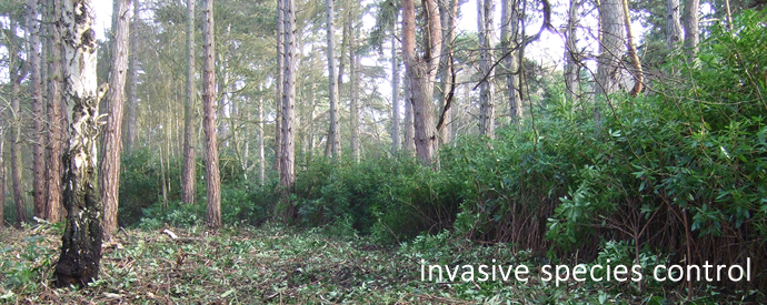 Invasive species control