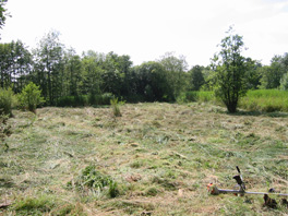 Brushcut fen vegetation