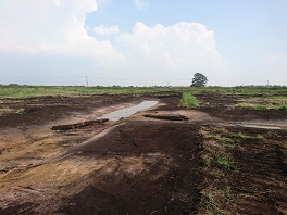 Wetland creation