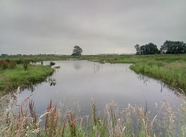 Created wetland