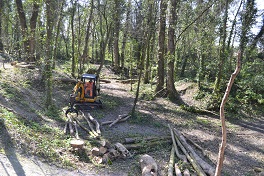 Timber extraction